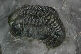 Two Austerops Trilobite - Jorf, Morocco #127725-3